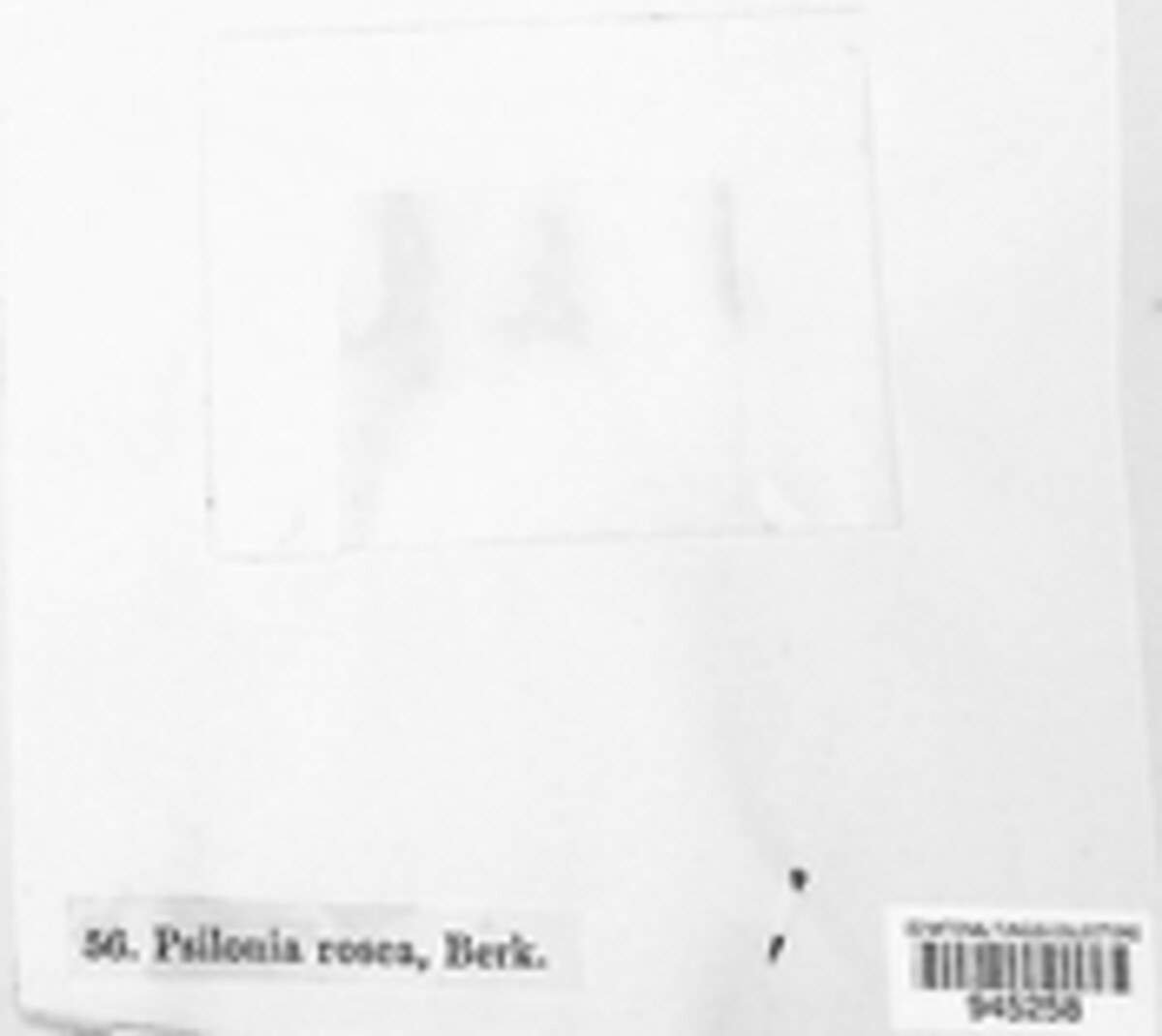 Psilonia rosea image